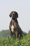 DOGUE ALLEMAND 595